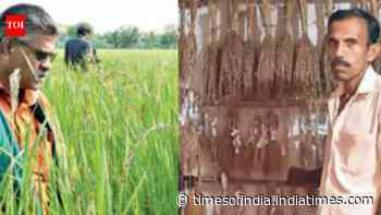 ‘Grain’ revolution: How lost varieties of rice are coming back