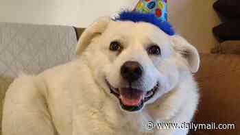 Adorable dog DIES during grooming appointment...and her handlers were given a slap on the wrist