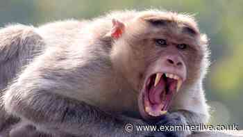 Monkeys rip out little boy's intestines and kill him in deadly rampage on village