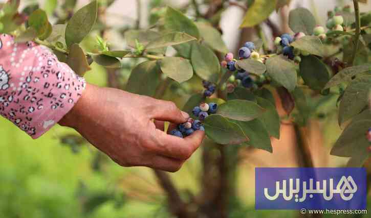 من سوس إلى لندن وأوسلو .. التوت المغربي على موائد المستهلك الأوروبي