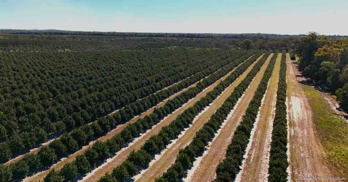 Substantial macadamia operation in Australia's largest production region