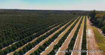 Substantial macadamia operation in Australia's largest production region