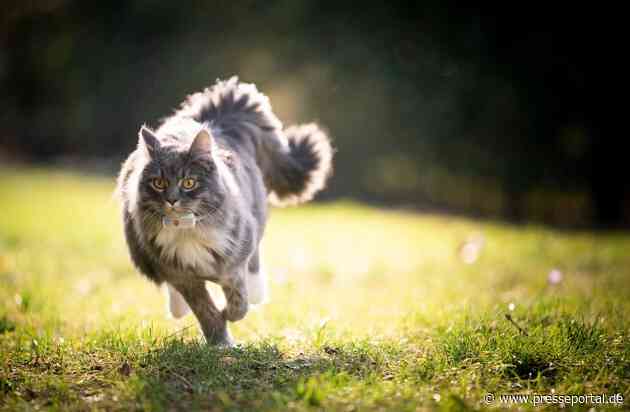 Neue Katzen-Revieranalyse von Weenect: Der DACH-Raum zeigt Europas ganze Bandbreite an Katzenleben, vom größten Revier bis zu den ruhigsten Nächten