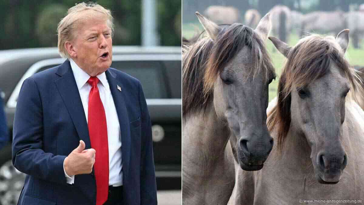 Trumps Behörde verkauft Tausende Wildpferde – landen sie am Ende im Schlachthof?