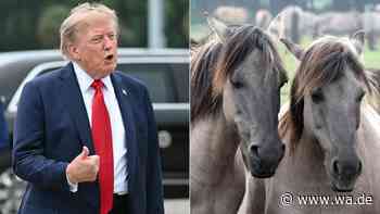 Trumps Behörde verkauft Tausende Wildpferde – landen sie am Ende im Schlachthof?