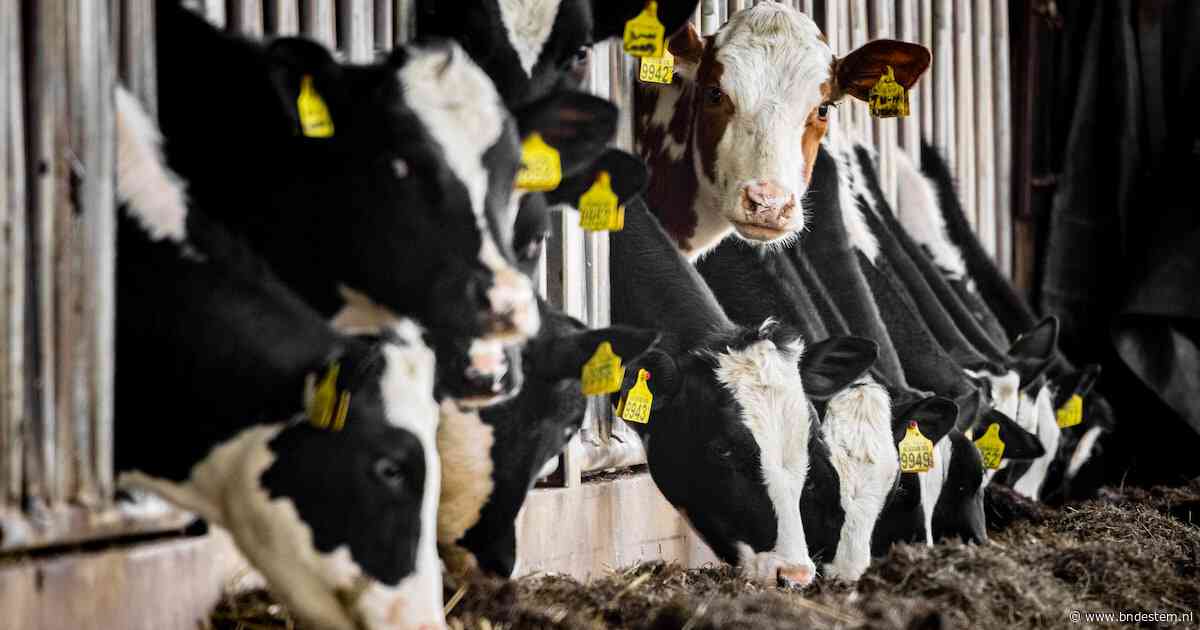 Alphense veehouder vecht boetes aan: ‘Jarenlange circus terwijl er niets aan de hand is’