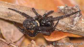 Brits told 'spray this solution around home' to keep spiders out this mating season