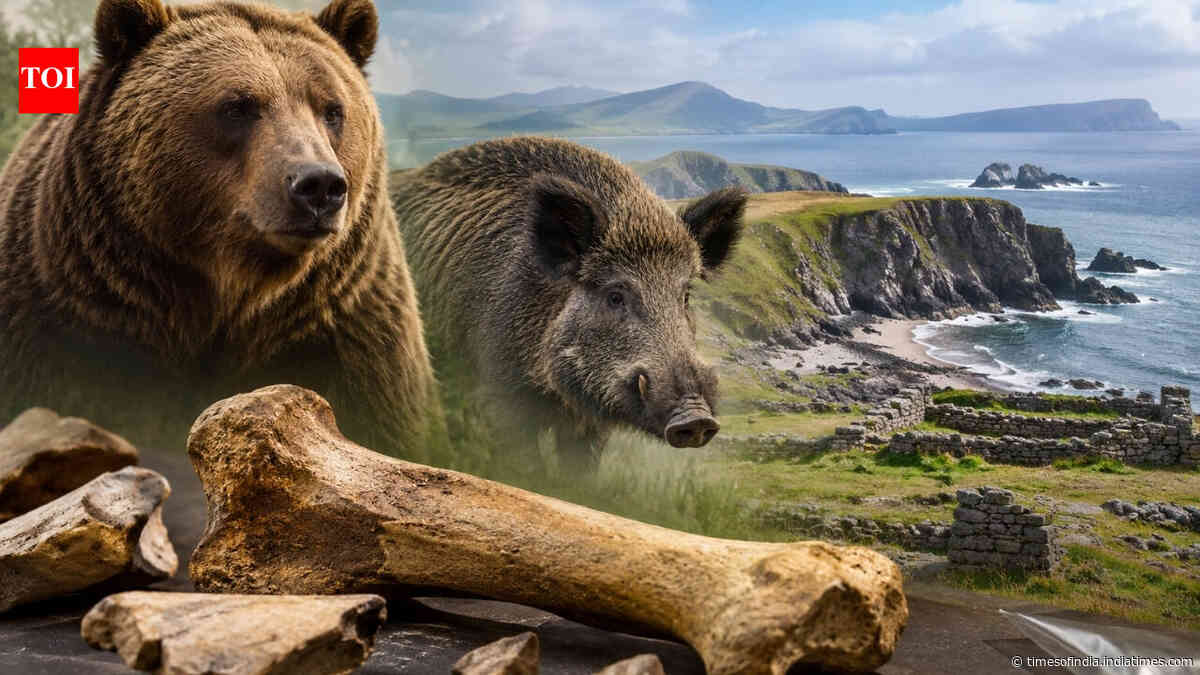 Scientists reidentify Ireland’s “Kerry Cow” bones as bear and wild boar, challenging farming theory