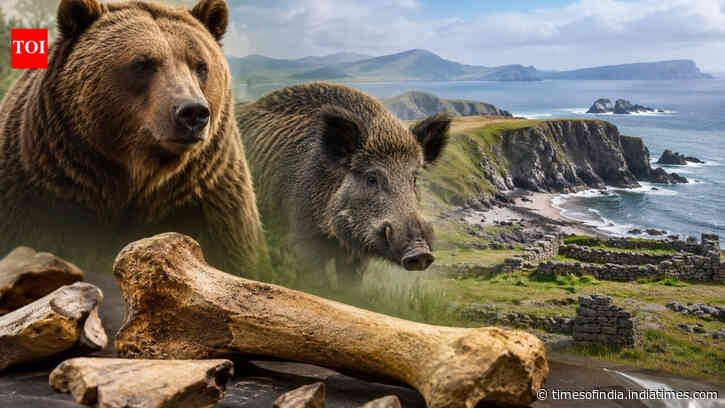 Scientists reidentify Ireland’s “Kerry Cow” bones as bear and wild boar, challenging farming theory