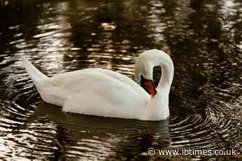London Railway Halted Again After Swan Turns Up on Track During Rush Hour