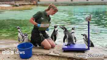 London Zoo animals hop on scales for annual weigh-in