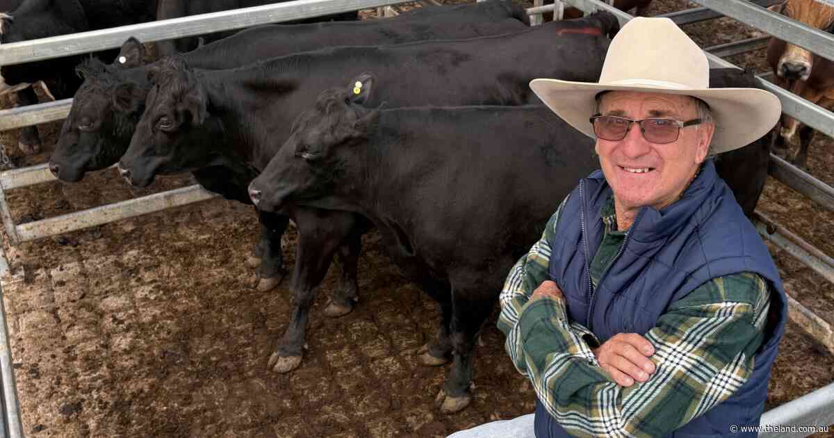 'Feed to our knees': from drought survivors to top dollar at the saleyards