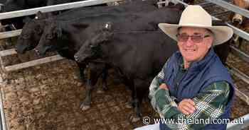 'Feed to our knees': from drought survivors to top dollar at the saleyards