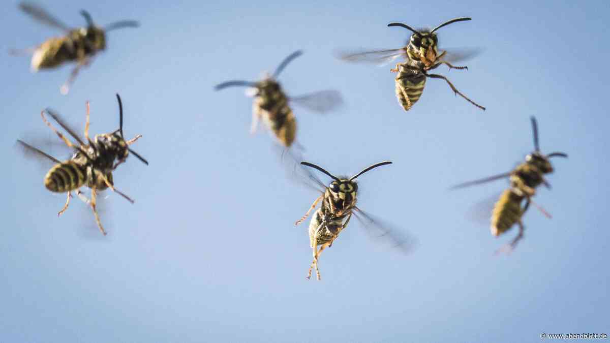 Aufdringliche Wespen: So schützen Sie sich vor den Insekten – sechs Tipps