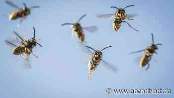 Aufdringliche Wespen: So schützen Sie sich vor den Insekten – sechs Tipps