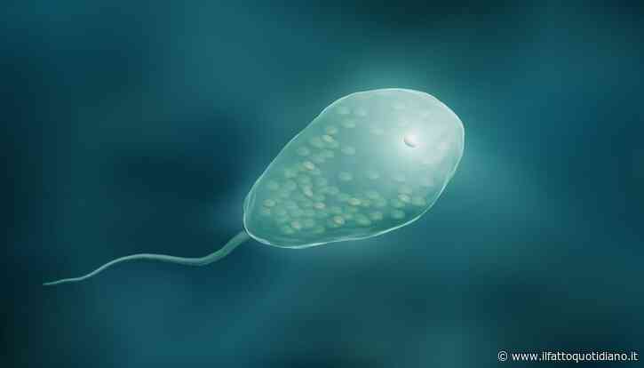 Bambina di otto anni muore dopo aver contratto l’ameba mangia cervello: aveva fatto il bagno in un lago