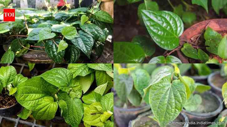 How to grow betel leaf in pots at home: A simple step-by-step guide for beginners