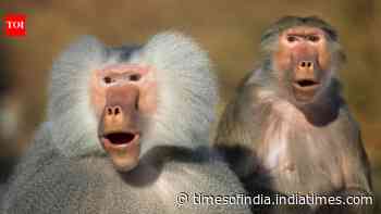 Why Egyptians Worshipped Baboons: study links Thoth’s animals to moonlight; colour offers clue