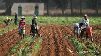 How to apply for FG’s Northern Nigeria agric programme jobs