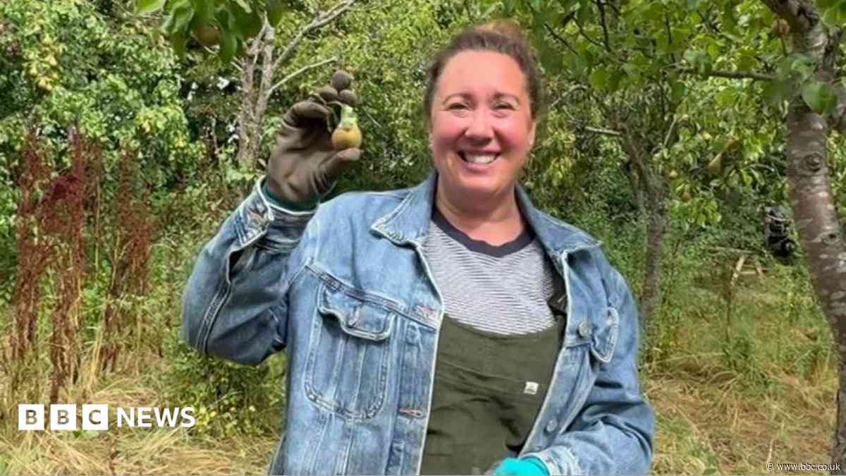 Community garden's food supply hit by dry summer