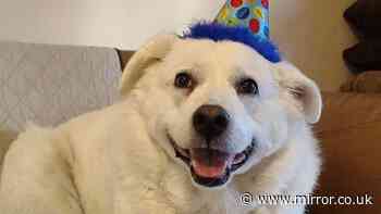 Beloved dog dies during grooming appointment with groomers only receiving small fine
