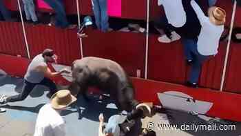 Mexico's Pamplona turns into a bloodbath with two killed and 11 gored in bull-running disaster