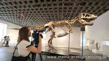 T-Rex „Gus“ für 50 Millionen – Wissenschaftler warnen vor dem fragwürdigen Millionen-Deal