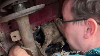 Cat rescued from car engine finally freed after eight-hour ordeal