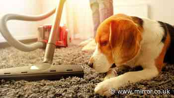 Common method to help dogs scared of vacuums 'may make things worse' - says expert