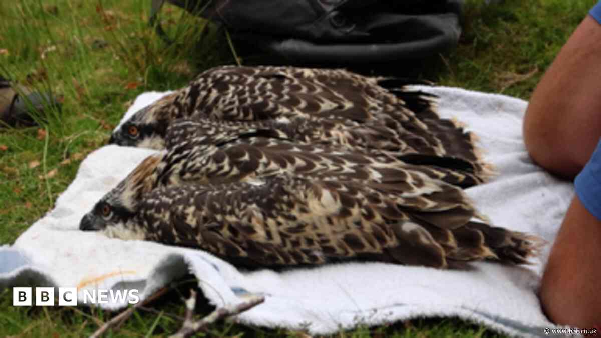 'Historic' first as two osprey chicks born on Anglesey