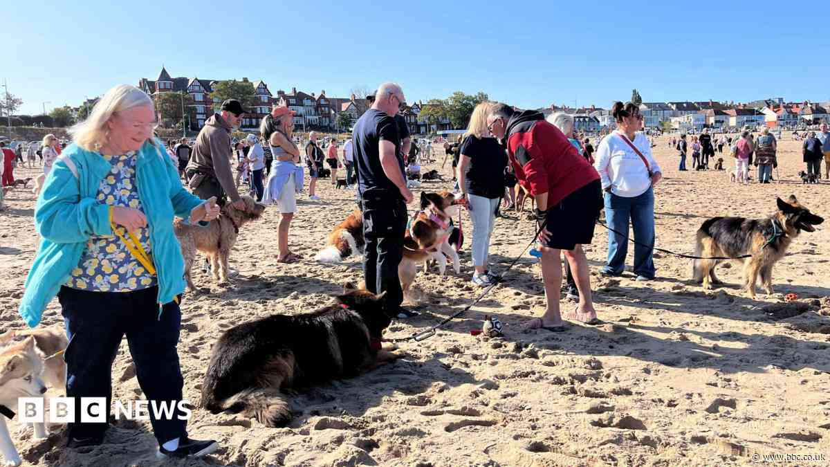 Hundreds protest plan for year-round dog beach ban