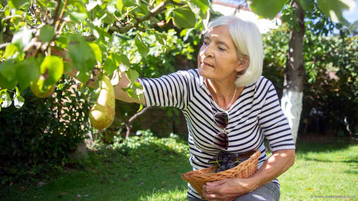 What are legal rights when neighbour picks fruit from your garden tree