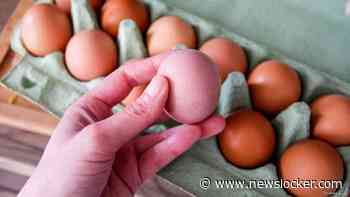 Zeker 300 Belgen ziek door salmonella-uitbraak, ook terugroepacties in Nederland