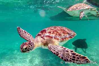 Model Swims With Sea Turtles for Content, Gets Bitten on the Ass and Slammed Online: 'Stop Using Animals as Props!'