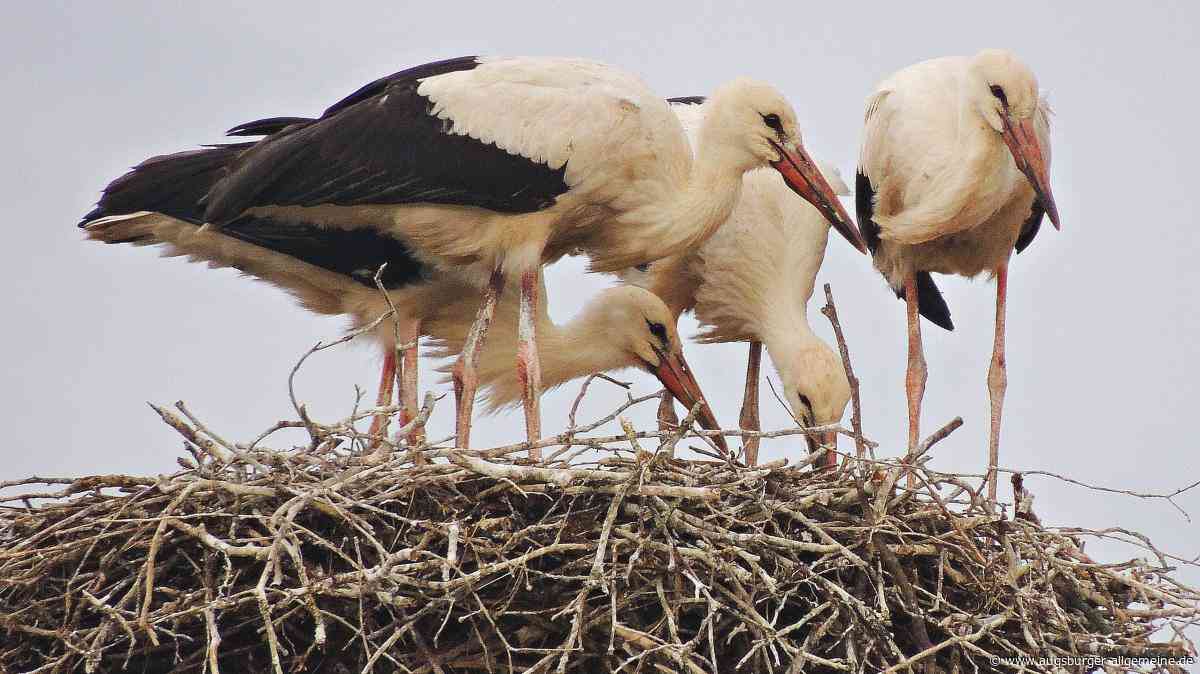 Die Störche machen den Abflug: So war das Storchenjahr 2026
