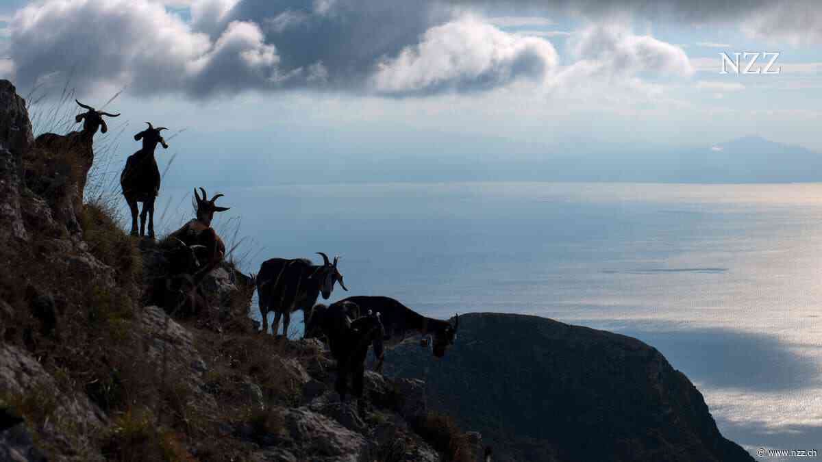 Sie fressen alles weg und verwandeln Trockenmauern in Geröllhalden: Ziegenplage auf Capri