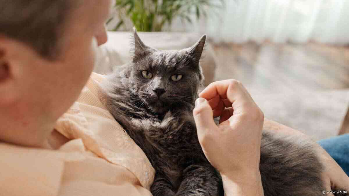 Wenn die Schmusekatze plötzlich kratzt: So deuten Sie die Warnsignale richtig