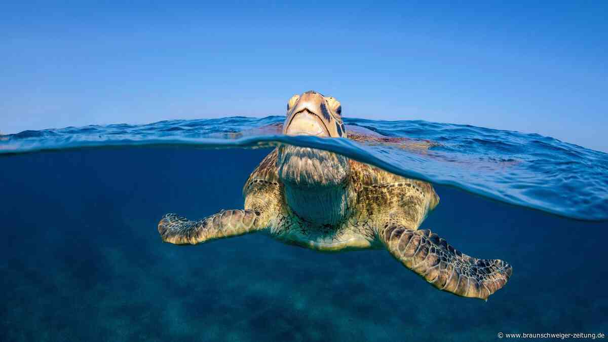 Rekord-Hitze in Ozeanen: 21,1 Grad – schlimmer als je zuvor gemessen