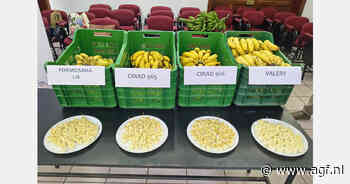 Onderzoekers bezoeken proefpercelen resistente bananenvariëteiten Peru