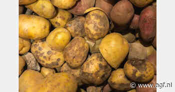 Ecuador en EU bundelen krachten tegen aardappelziekten en plagen