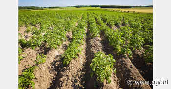 Franse aardappeloogst keldert 23%