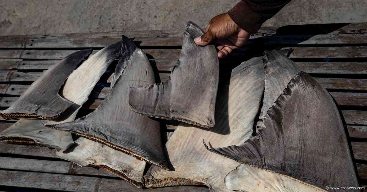 Chinese ship caught with banned shark fins in Pacific Ocean