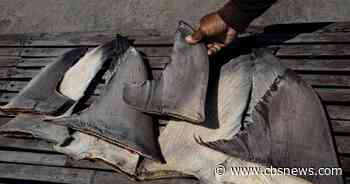 Chinese ship caught with banned shark fins in Pacific Ocean