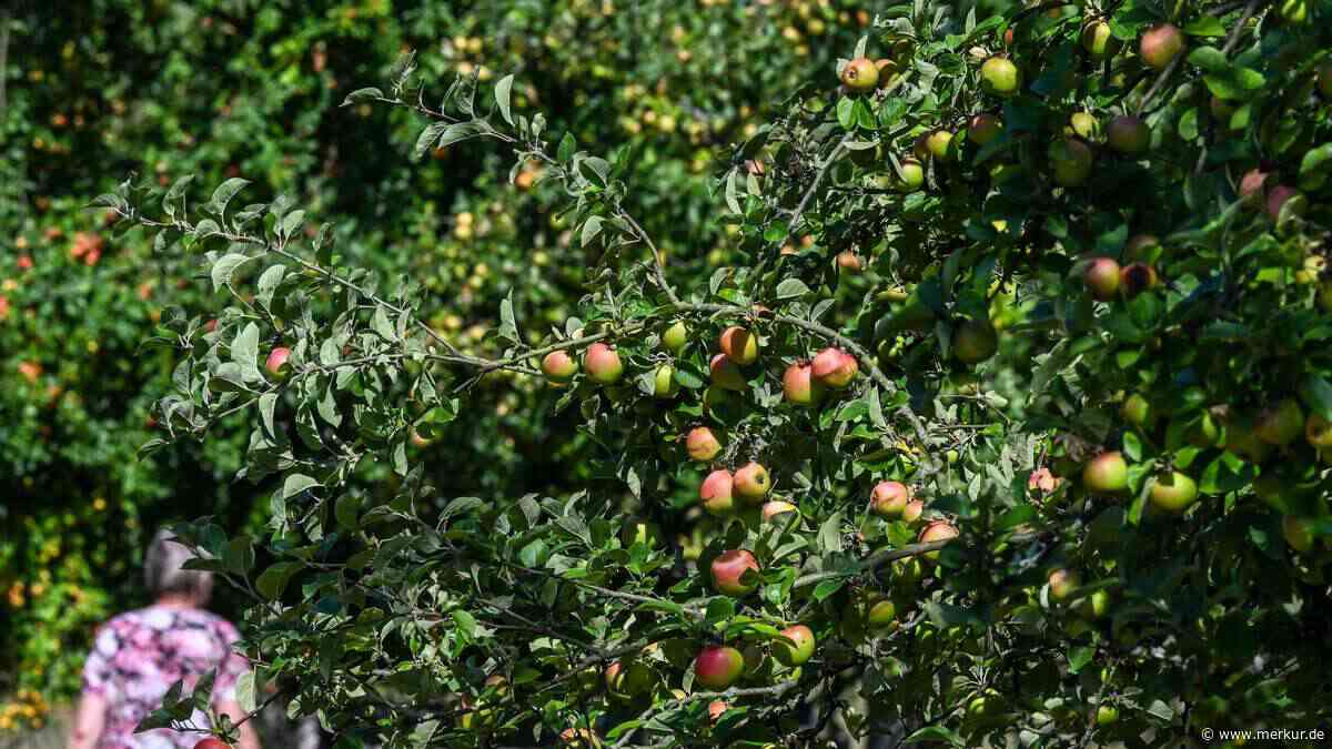 Alle zwei Tage ein Hof weniger: Wer erntet künftig unser Obst?