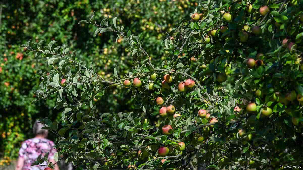 Alle zwei Tage ein Hof weniger: Wer erntet künftig unser Obst?
