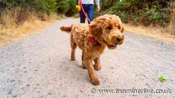 Dog owners can be fined even if their pets don't make a mess