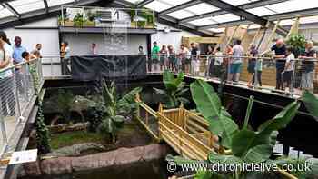 Boy, 3, injured in crocodile enclosure back home and 'playing with toys'
