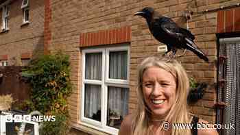 Crow perches on BBC journalist's head during TV report