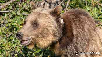 Alberta government supports grizzly bear monitoring research but stops short of population count
