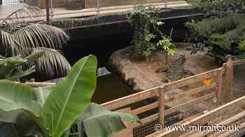 Major update issued on boy injured in crocodile enclosure zoo horror